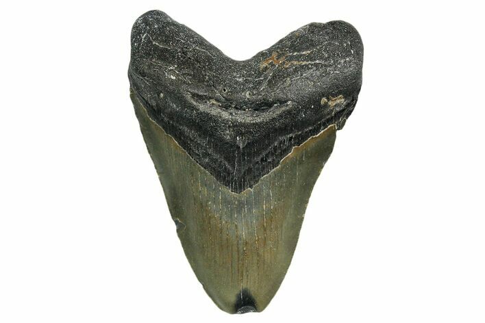 Serrated, Fossil Megalodon Tooth - North Carolina #351747